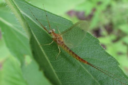 Potamanthus luteus